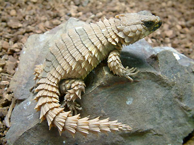 armadillo lizard for sale california