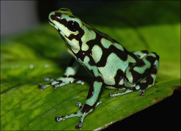 [http://archies.info/wp-content/uploads/2010/05/green-black-poison-frog.jpg]